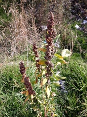 Chenopodium quinoa