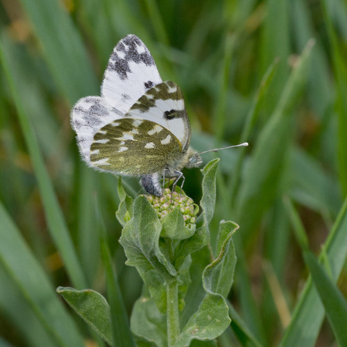 Eastern Bath White, Simmering, Wien, Österreich, photo 9 of 10