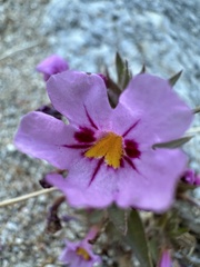Diplacus bigelovii var. bigelovii