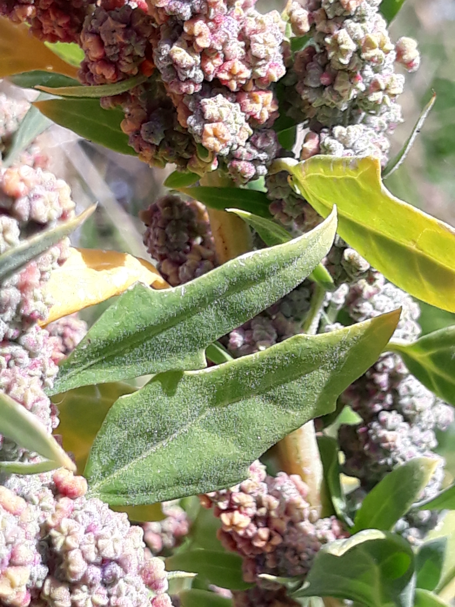 Imagem de Quinoa