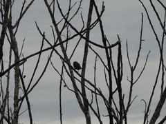 Euphonia chrysopasta