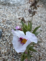 Diplacus bigelovii var. bigelovii