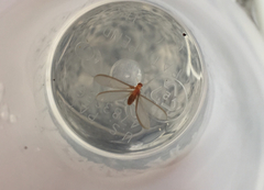Kalotermitidae
