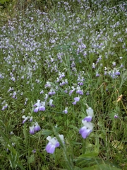 Collinsia multicolor