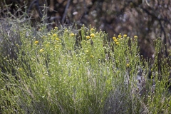 Acamptopappus sphaerocephalus