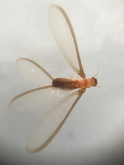 Kalotermitidae