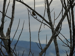 Euphonia chrysopasta