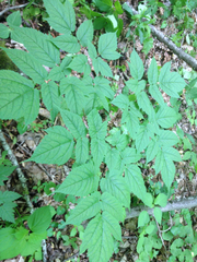 Astilbe biternata
