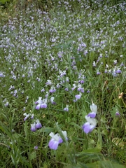 Collinsia multicolor