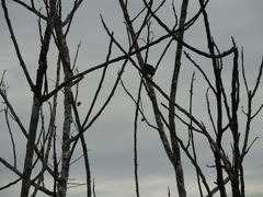 Euphonia chrysopasta