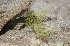 Chorizanthe brevicornu