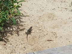 Sceloporus occidentalis