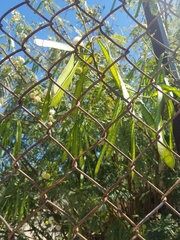 Fabaceae