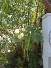 Fabaceae