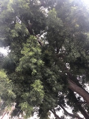 Afrocarpus gracilior