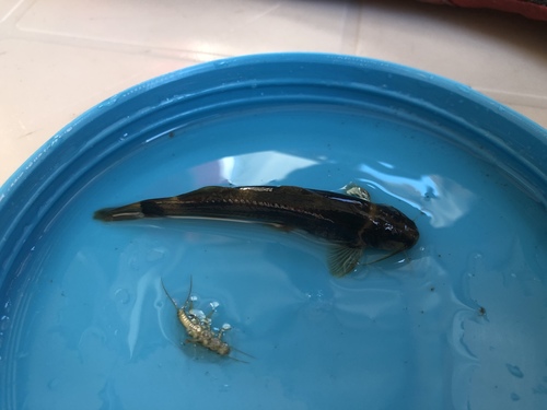 Bumblebee catfish (Microglanis pellopterygius) — Pseudopimelodidae