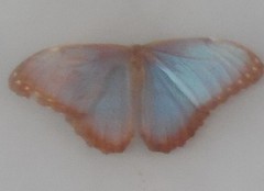 Morpho helenor narcissus