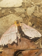 Pseudodirphia menander