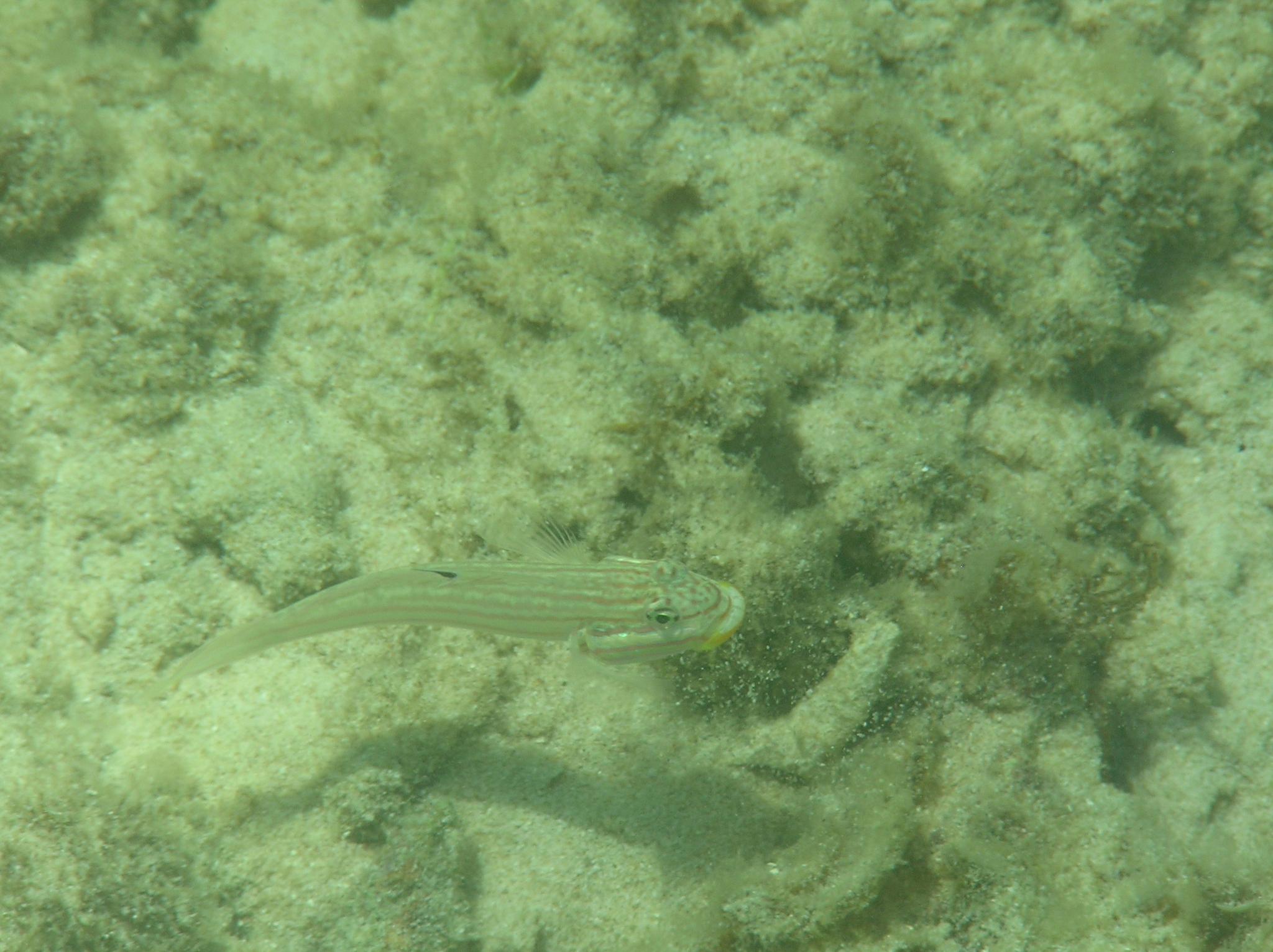 石壁范氏鰕虎(花鵪) Valenciennea muralis