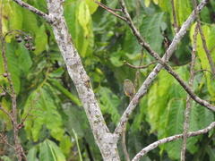 Euphonia chrysopasta