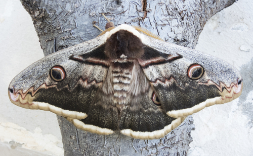 Giant peacock moth