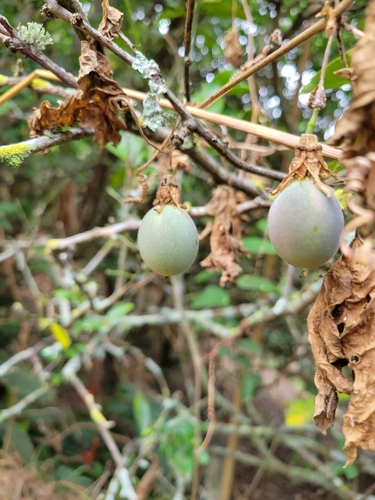 Image of Passiflora adenopoda by (c) Jake Rehage, some rights reserved (CC BY)
