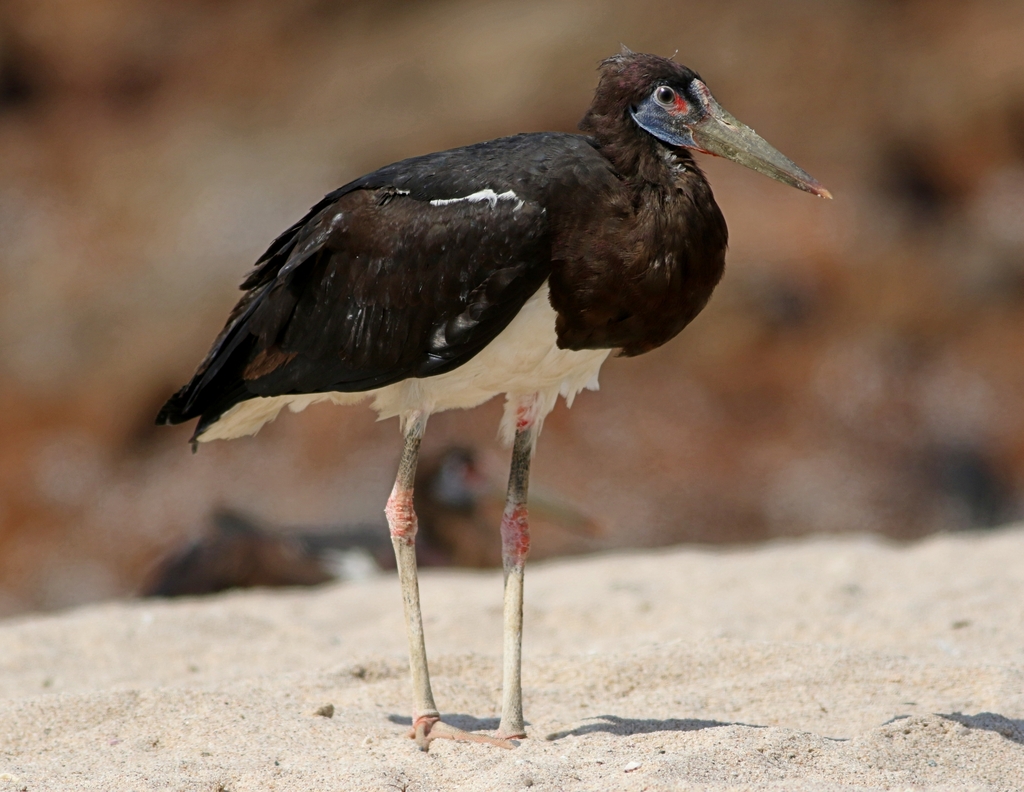Abdim's Stork (Ciconia abdimii) photo