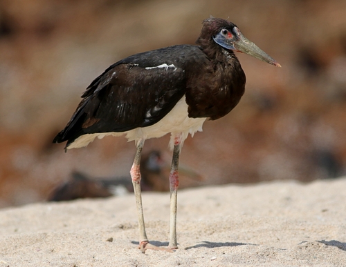 Abdim's Stork