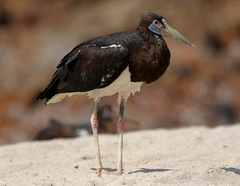 Abdim's Stork photo 1
