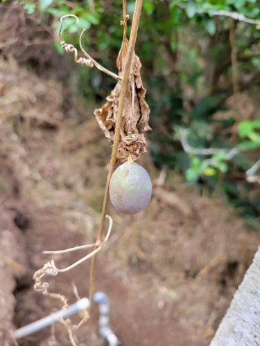 Image of Passiflora adenopoda by (c) Jake Rehage, some rights reserved (CC BY)