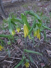 Uvularia