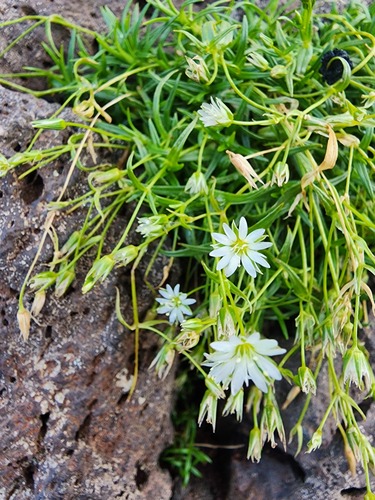 Stellaria nipponica iNat (1)