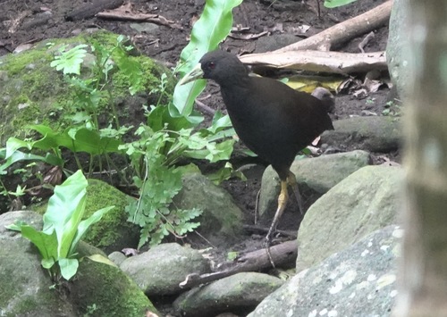 Amaurornis olivacea moluccana (Wallace, 1865)