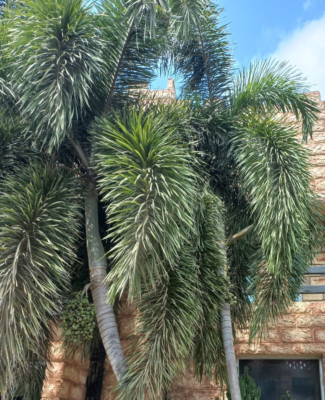 Imagem de Palmeira-leque-australiana