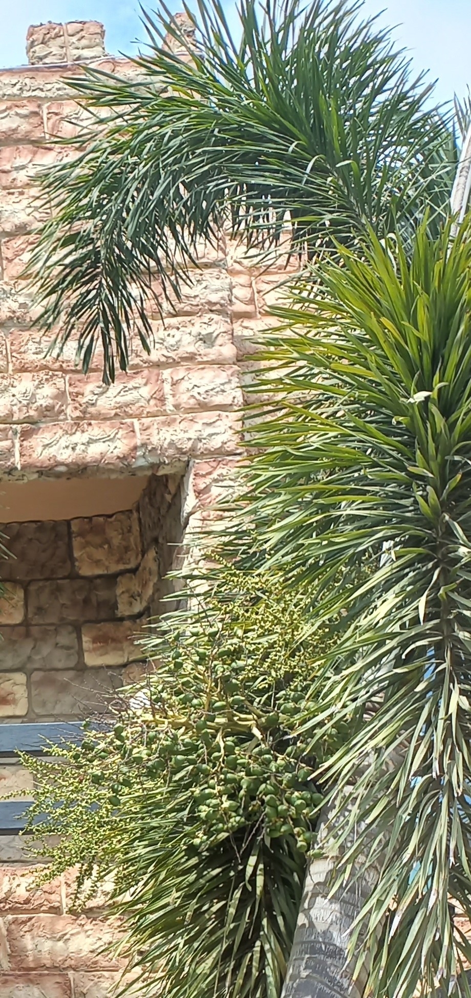 Imagem de Palmeira-leque-australiana