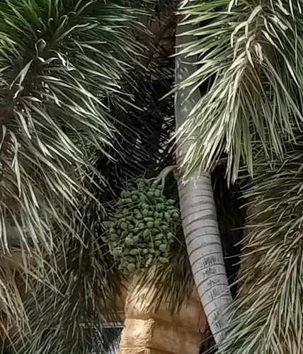 Foto de Palmeira-leque-australiana