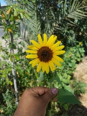 Asteraceae