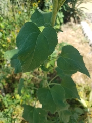 Asteraceae