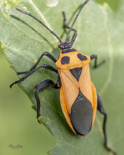 Sagotylus confluens (Sagotylus confluens)