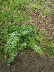 Arum italicum italicum