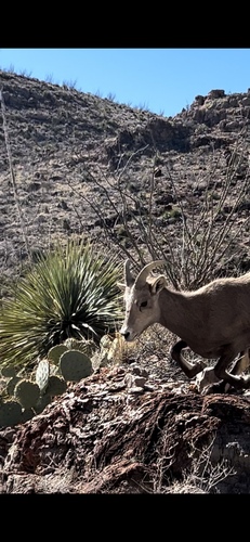 Desert Bighorn Sheep photographed in New Mexico