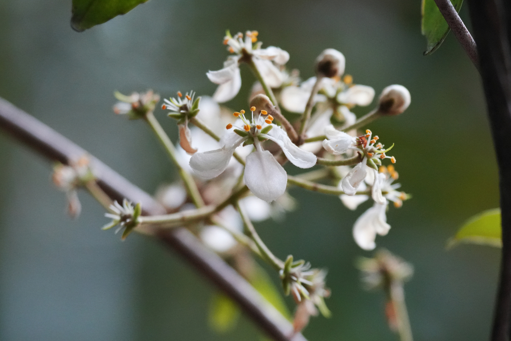 Hiptage stellulifera (Hiptage stellulifera)