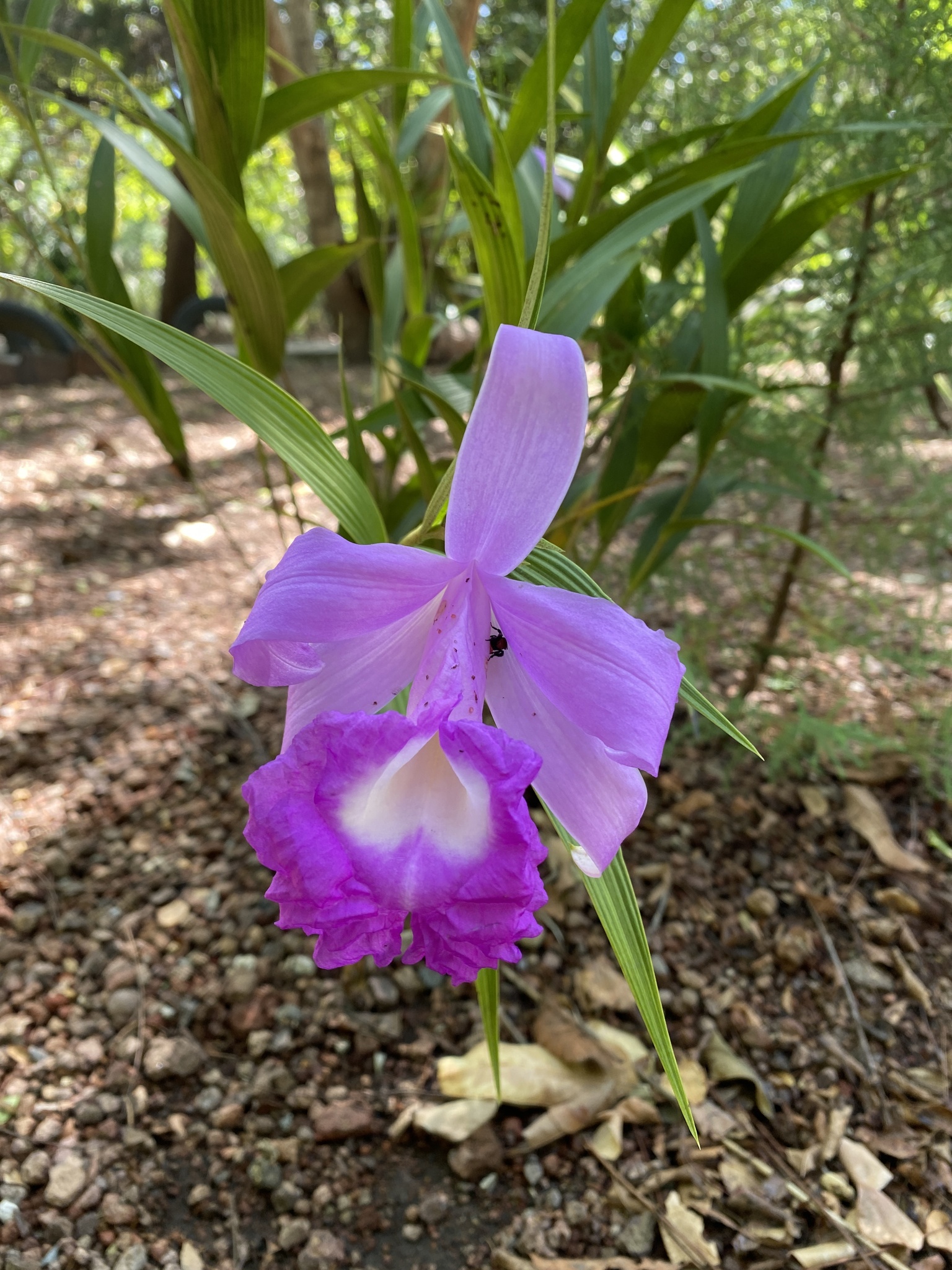 Imagem de Orquídea-da-serra