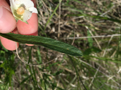 Callirhoe alcaeoides