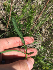 Callirhoe alcaeoides