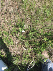 Callirhoe alcaeoides