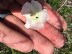 Callirhoe alcaeoides