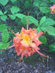 Rhododendron calendulaceum