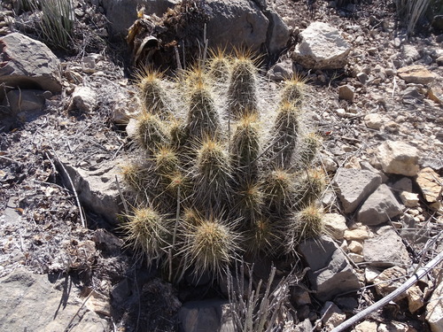 Echinocereus stramineus