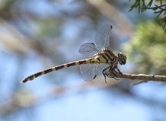 Phyllogomphoides stigmatus